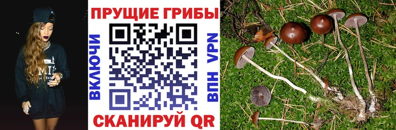 где купить наркотик  Власиха  Галлюциногенные грибы GOLDEN TEACHER 
